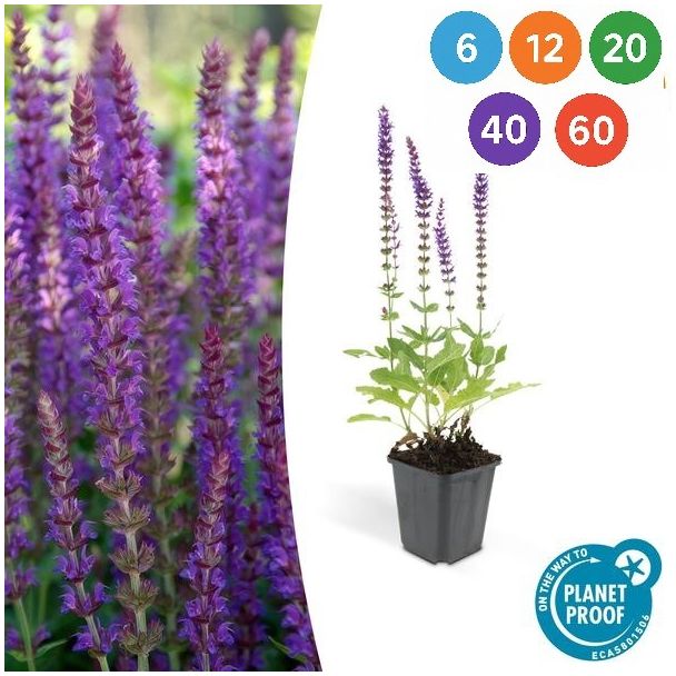 Salvia nemorosa ‘Ostfriesland’ – Starke und langblühende Staude mit lila Blütenähren - 6 bis 60 Stück