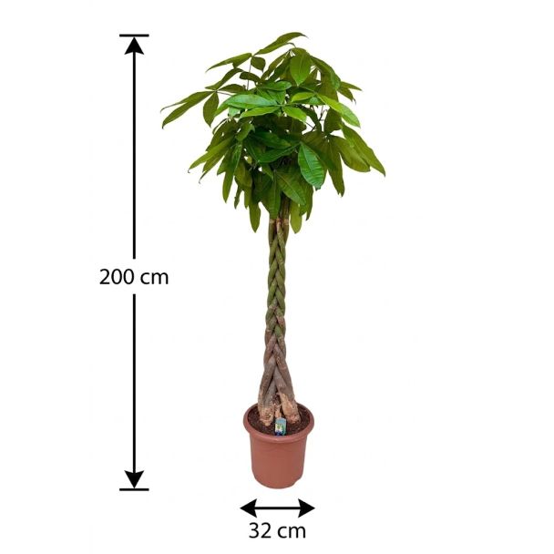 Geldboom 200 cm hoog