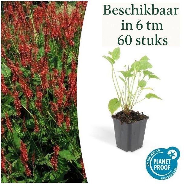 6 bis 60x Knöterich – Roter Knöterich – Starke Staude – Rispenblüte Juli-September – Ø9 cm Topf