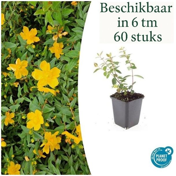 6 tot 60 Stuks Hertshooi /  Hypericum dummeri  Peter Dummer, Onderhoudsarm, Gele Bloemen - ↕10-25cm - Ø9cm