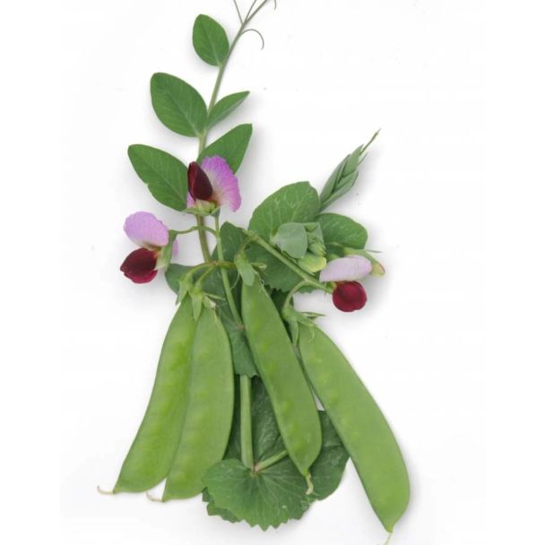 Malse donkergroene peultjes Westrupper