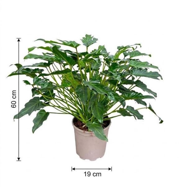 Philodendron Xanadu met afmetingen