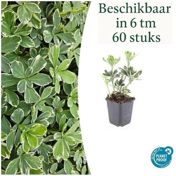 6 bis 60 Stück Dickmännchen / Pachysandra terminalis 'Variegata' - Bodendecker Schatten - ↕10-25cm | winterhart