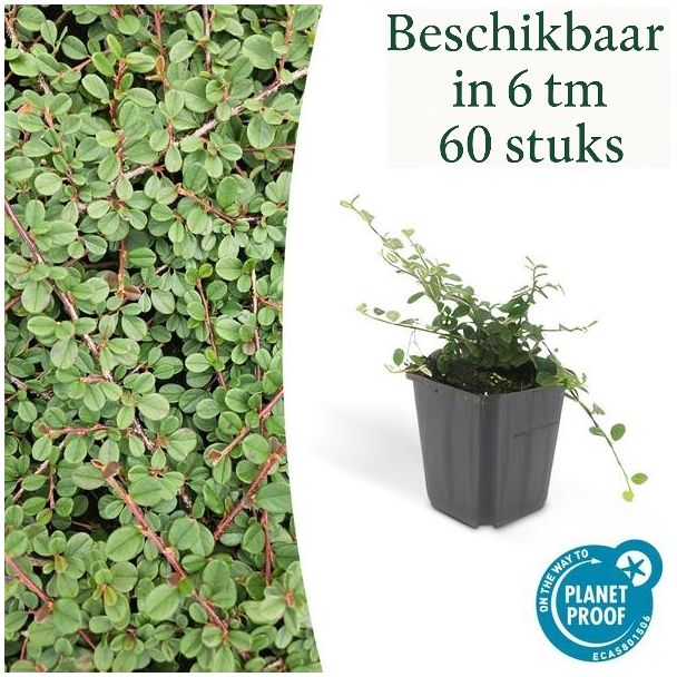 6 bis 60 Stück Zwergmispeln / Cotoneaster prostratus Queen of Carpets, Vielseitige Bodendecker, Weiße Blüten, Orange/Rote Beeren im Herbst - ↕10-25cm - Ø9cm