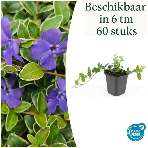 6 bis 60 Stück Kleines Immergrün / Vinca minor 'Ralph Shugert', Hellblaue sternförmige Blüten - ↕10-25cm - Ø9cm
