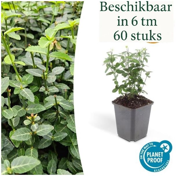60 Stück Kriechender Spindelstrauch / Euonymus fortunei radicans, Kletterpflanze, Bodendecker, Immergrün, Sehr winterhart, ca. ↕25cm - Ø9cm