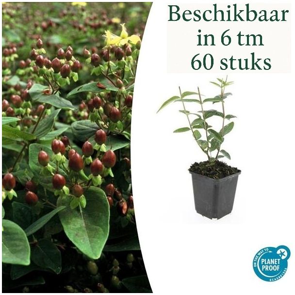 6 bis 60 Stück Johanniskraut / Hypericum inodorum 'Rheingold', Hertshooi, Gelbe Blumen und Zierliche Beeren ↕10-25cm - Ø9cm