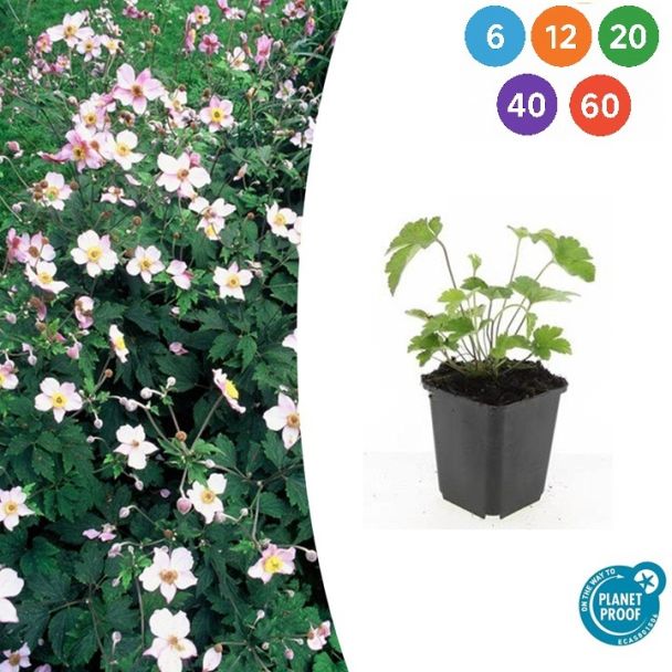 Anemone tomentosa 'Robustissima' – Robuste Staude | Weiße Blumen | 90-100 cm | Halbschatten | Sets 6-60