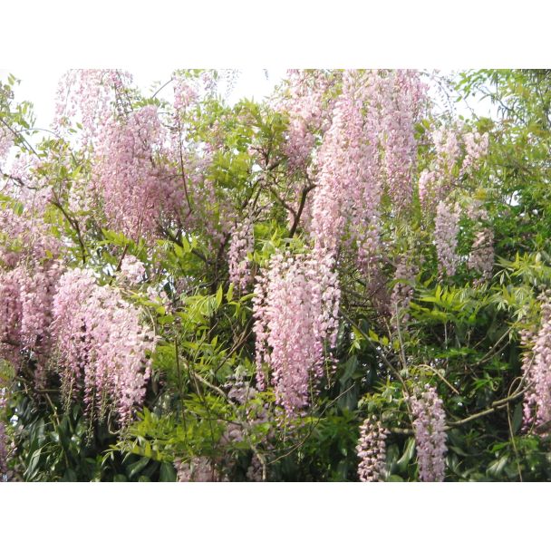 Wisteria Rosea – bloei in mei en juni – romantische tuinplant