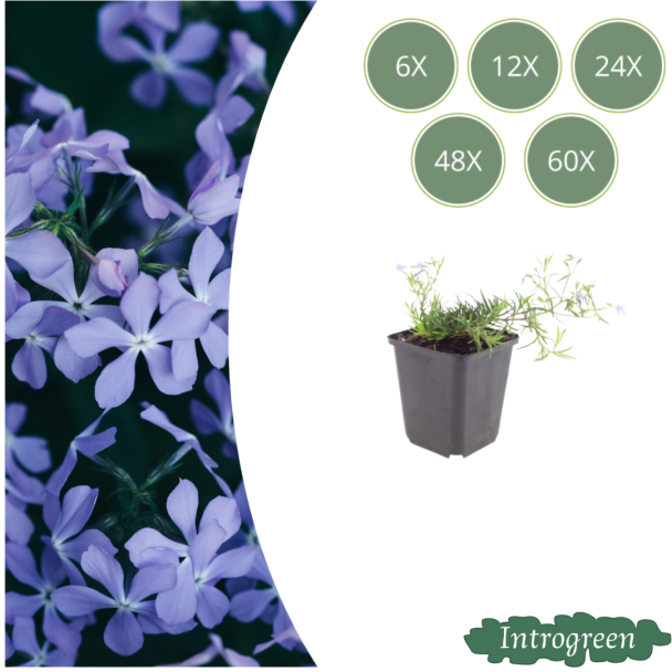 Kriechende Teppichblume 'Emerald Cushion Blue'