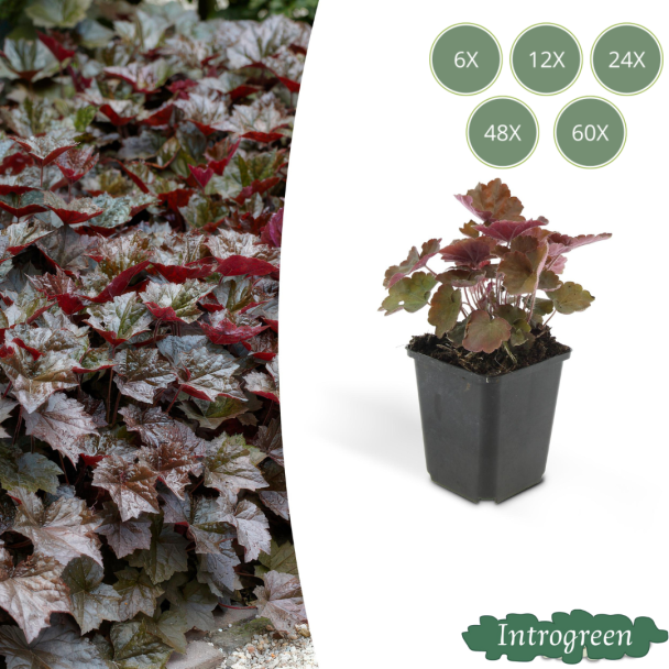 6 bis 60 Stück Zierliches Osterglockenblümchen, Tief Purpur/Bronzeblatt, Bodendecker, Heuchera mic. Palace Purple - ↕10-25cm - Ø9cm