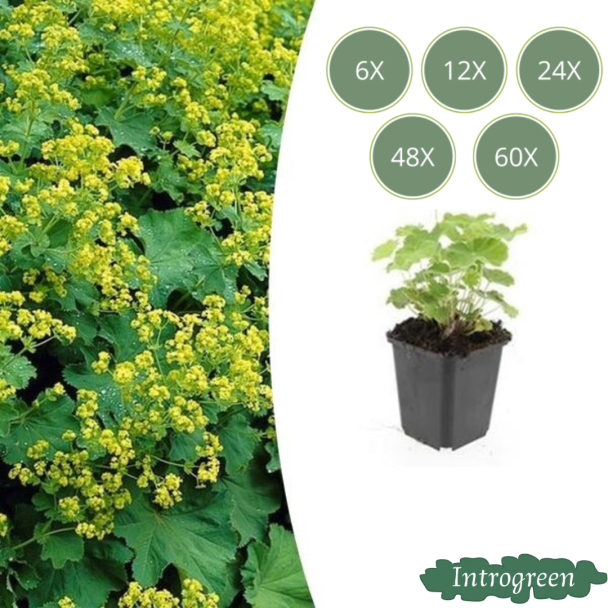 6 - 60 St. Frauenmantel, Gelbgrüne Blüten, Bodendecker, Alchemilla mollis - ↕10-25cm - Ø9cm