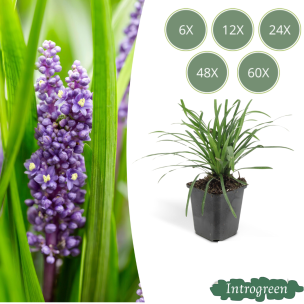 6 bis 60 Stück Liliengras Moneymaker - Liriope muscari - ↕10-25cm - Ø9cm - auffällige lila Blüten