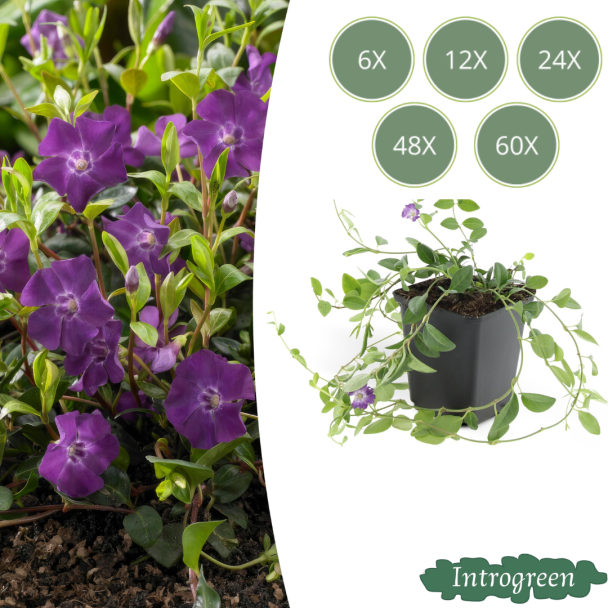 6 bis 60 x kleine Immergrün / Vinca minor Atropurpurea, kräftiger Bodendecker mit lila Blüten