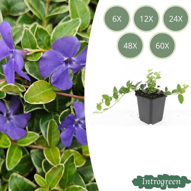 6 bis 60 Stück Kleines Immergrün / Vinca minor Argenteovariegata, Blatt mit silberweißer Rand und lila Blüten ↕10-25cm - Ø9cm