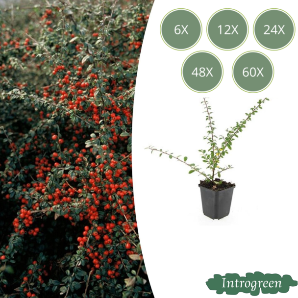6 bis 60 Stück Zwergmispeln / Cotoneaster pro 'Streibs Findling', Vielseitiger Bodendecker - ↕10-25cm - Ø9cm
