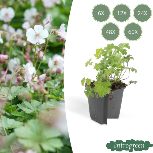 6 - 60 Stück Geranie cantabrigiense 'Biokovo' - ca ↕10- Ø9cm niedrig wachsende kriechende Bodendecker