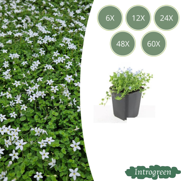 6 bis 60 Stück Weiße Sternenkraut, Bodendecker, Isotoma fluviatilis Alba - ↕10-25cm - Ø9cm