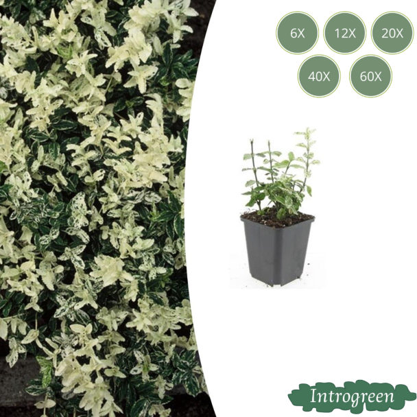 6 bis 60 Stück Kardinalmütze / Euonymus fortunei 'Harlequin', Blatt grün und creme bis weiße Töne, wintergrüne Bodendecker - ↕10-25cm - Ø9cm