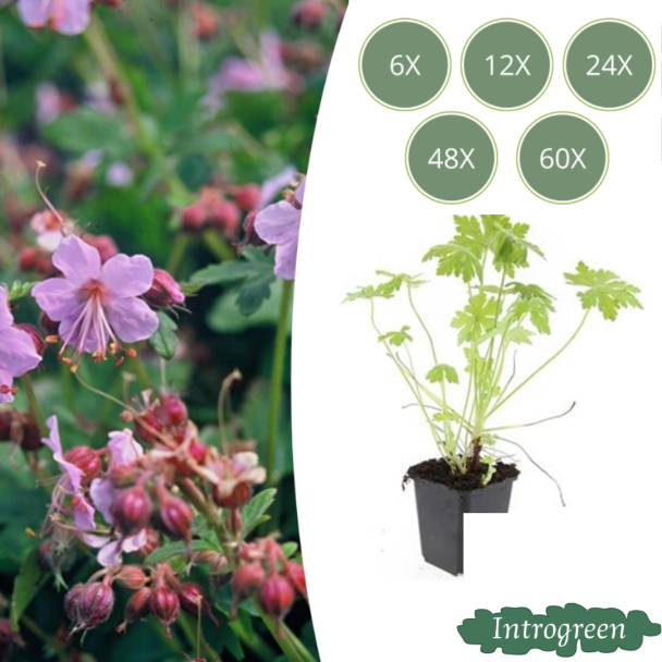 6 bis 60 Stück Storchschnabel / Geranium macrorrhizum, Lila, Blau, Rosa Blüten, Winterhart - ↕10-25cm - Ø9cm