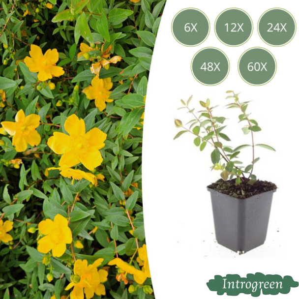 6 bis 60 Stück Johanniskraut / Hypericum dummeri Peter Dummer, Pflegeleicht, Gelbe Blumen - ↕10-25cm - Ø9cm