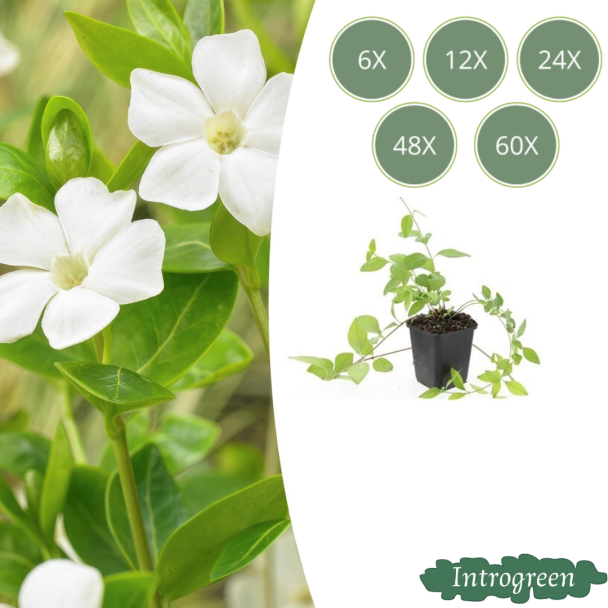 Große Maagdenpalm / Vinca Major 'Alba', Weiße Blüten, Immergrüner Bodendecker - ↕10-25cm - Ø9cm