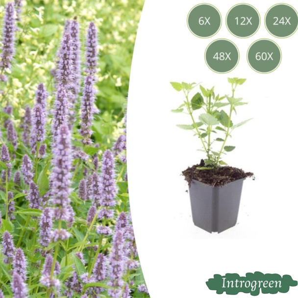 Agastache 'Blue Fortune' – Blaue Duftnessel | Duftende Staude | Erhältlich in 6, 12, 20, 40 & 60 Stück