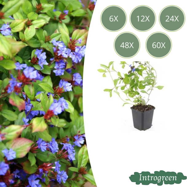 6 bis 60 Stück Bleikraut / Ceratostigma plumbaginoides, Blau/Violette Blüten, rot bis bronzefarbenes Laub im Herbst - ↕10-25cm - Ø9cm