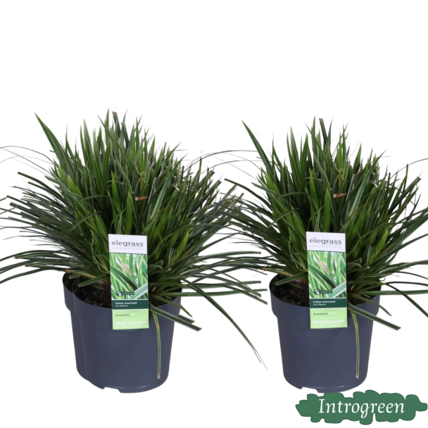 2 Stück Buntes Ziergras, Strauch, Farbe Grün mit Creme, Terrassenpflanze, Balkonpflanze, Carex morrowii Ice Dance - ↨30cm - Ø14