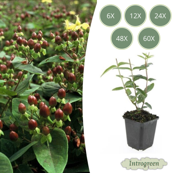 6 bis 60 Stück Johanniskraut / Hypericum inodorum, Hertshorn, Gelbe Blumen und Zierliche Beeren ↕10-25cm - Ø9cm