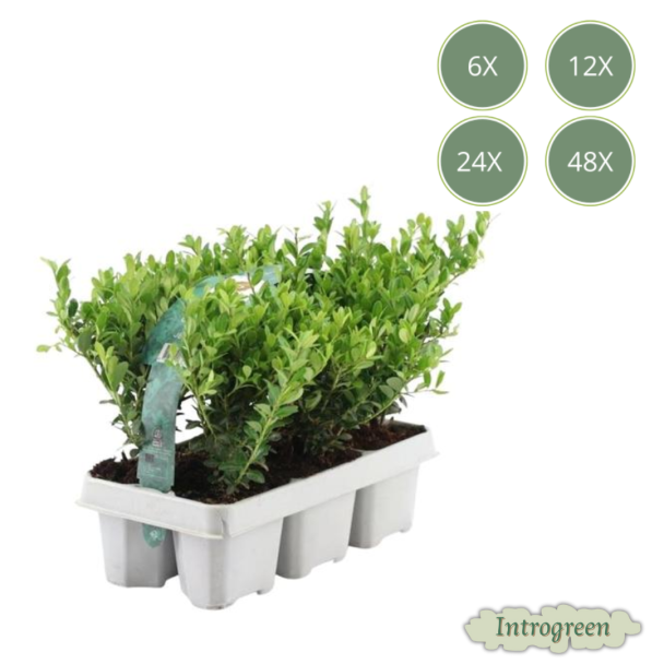 6 bis 48 Stück Japanische Stechpalme / Ilex crenata Jenny, Der perfekte Buchsbaumersatz, Grüne Hecke Ø7 cm - ↕15 cm