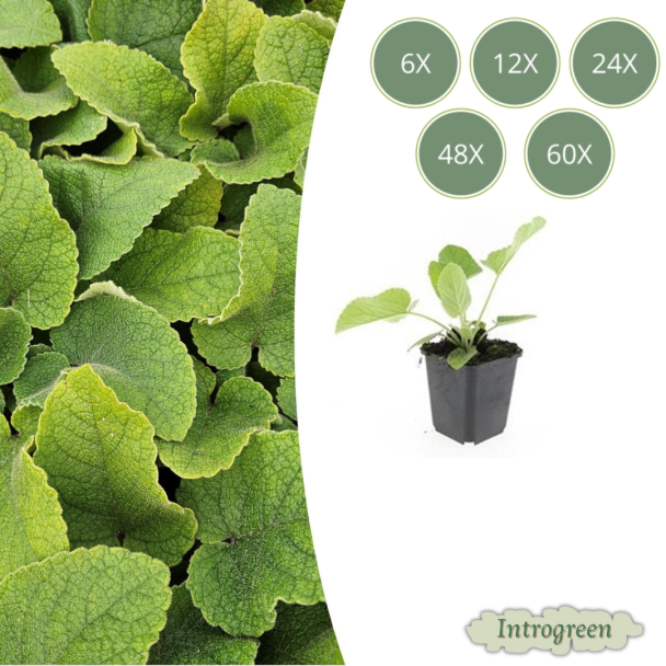 Russell-Salbei – Immergrüne Staude & Bodendecker