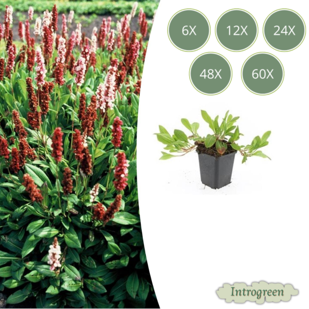 6 bis 60 Stück Tausendknoten 'Darjeeling Red' – Persicaria affinis – Winterfester Bodendecker Rot-Rosa