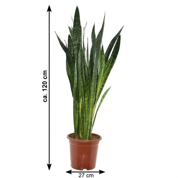 Schwiegermutterzunge 120 cm