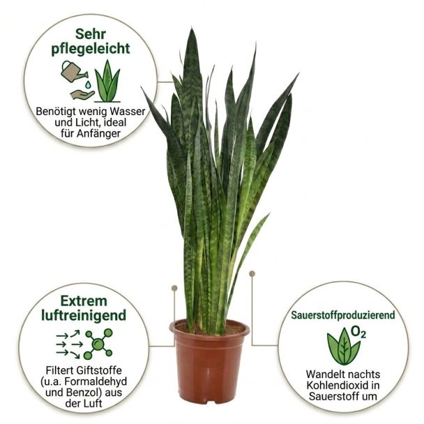 Sanseviera vorteile