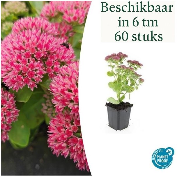 6 bis 60 Stück Sedum Herbstfreude - Rosablühend - Winterharte Sukkulente - Herbstblühend