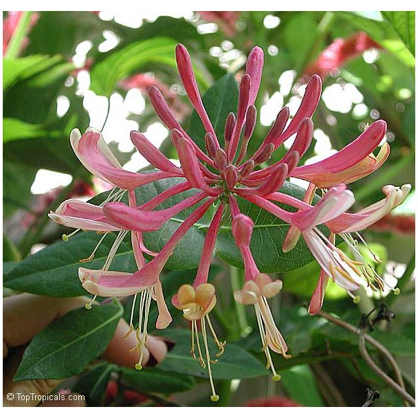 Voor macrofoto van bloemtrossen