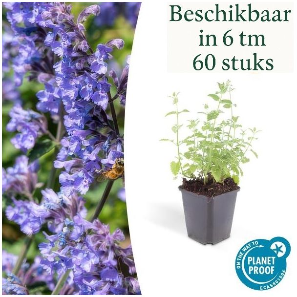 6 bis 60 Stück Nepeta ‘Six Hills Giant’ – Katzenminze mit lila-blauen Blüten für Bienen, Schmetterlinge und Katzenliebhaber