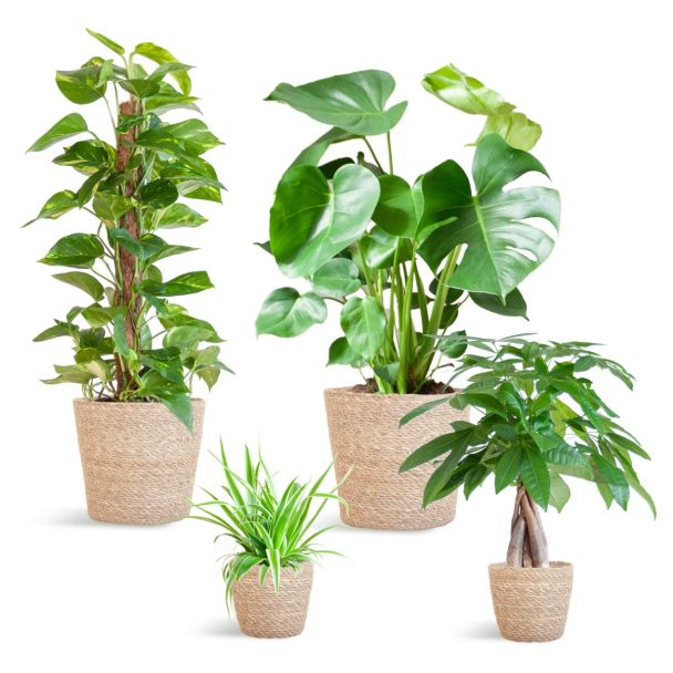 Plantenbox in Sofia mand van zeegras