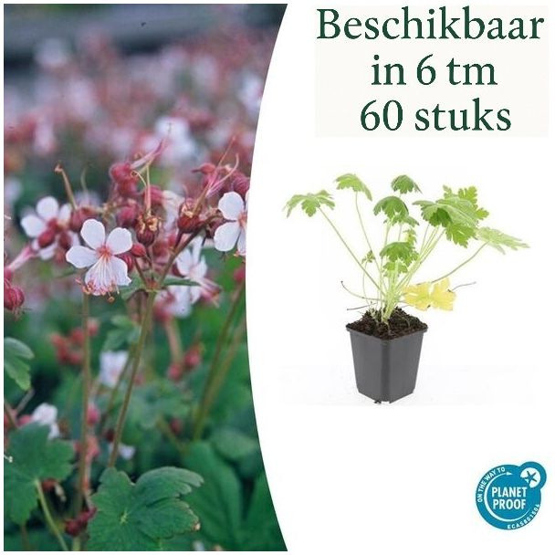 6 bis 60 Stück Storchschnabel / Geranium macrorrhizum Spessart, Zartrosa bis Weiß, Starker Bodendecker - ↕10-25cm - Ø9cm
