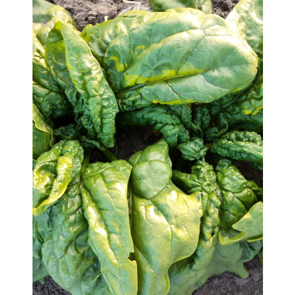 Oude rassen spinazie zaad