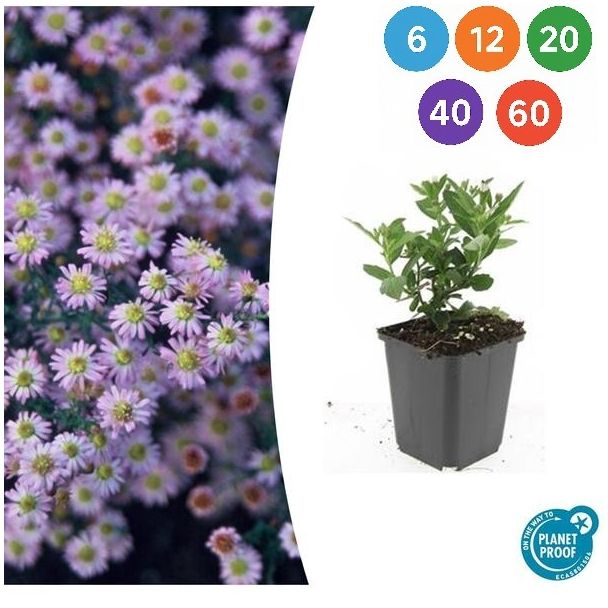 Langblühende Herbstaster | Aster ageratoides 'Stardust' ↕10–25 cm – Ø9cm
