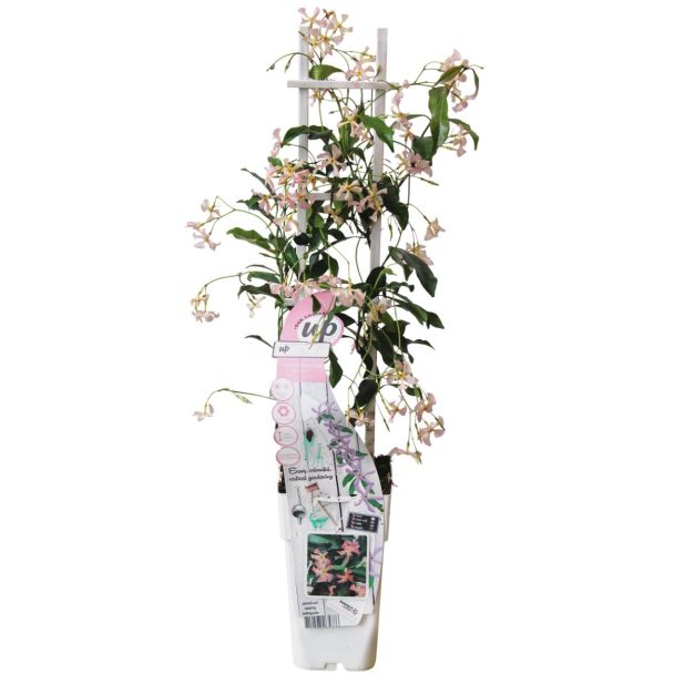 Trachelospermum Star of Ibiza – roze Toscaanse jasmijn in pot Ø15cm