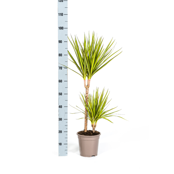 Dracaena Marginata Sunray kamerplant 80-100 cm in woonkamer