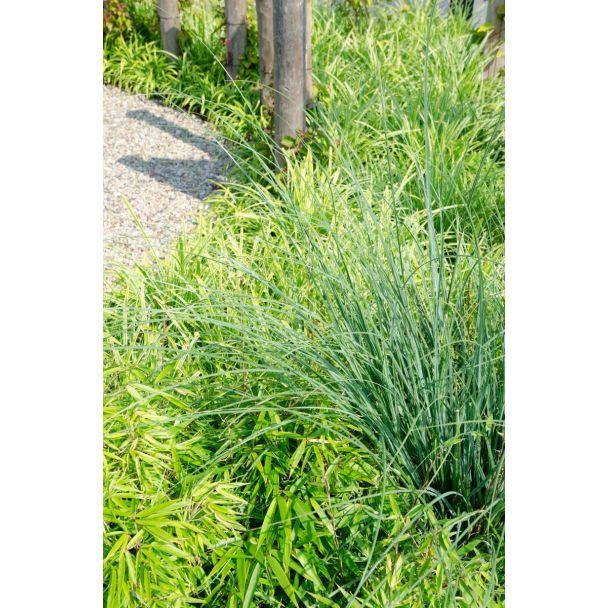 Fargesia rufa als compacte haagplant - voorbeeldtoepassing