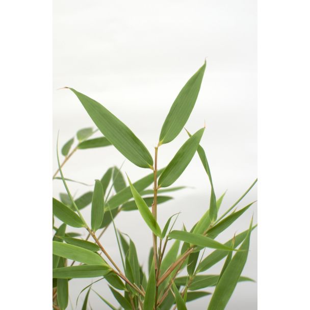 Detail van glanzend lichtgroen blad van Fargesia rufa