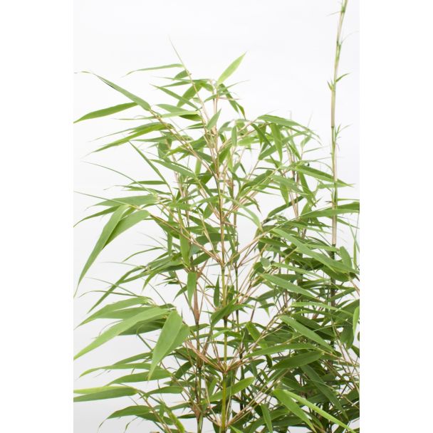 Fargesia rufa bamboe geschikt voor balkon en kuip