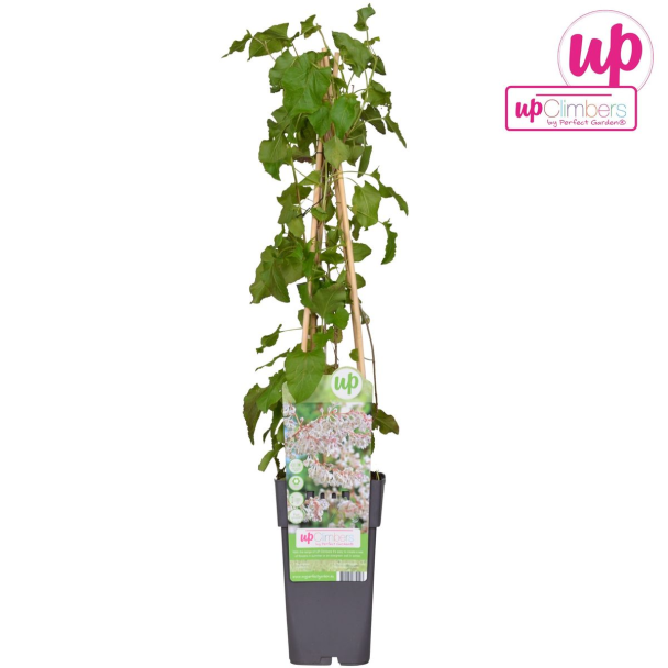 Bruidssluier Weelderige Fallopia baldschuanica met witte bloemen 