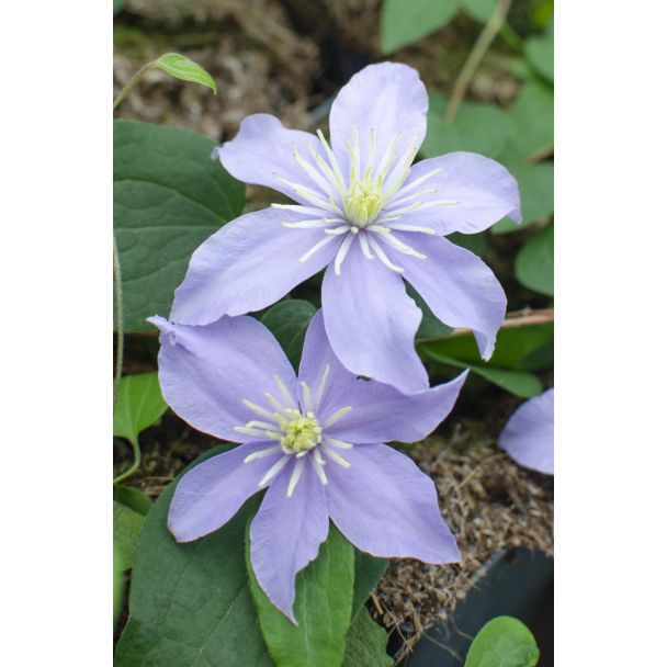 Close-up van een lila Clematis bloem