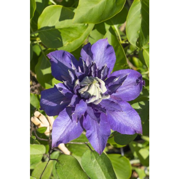 Close-up van Clematis 'Multi Blue' bloemstructuur